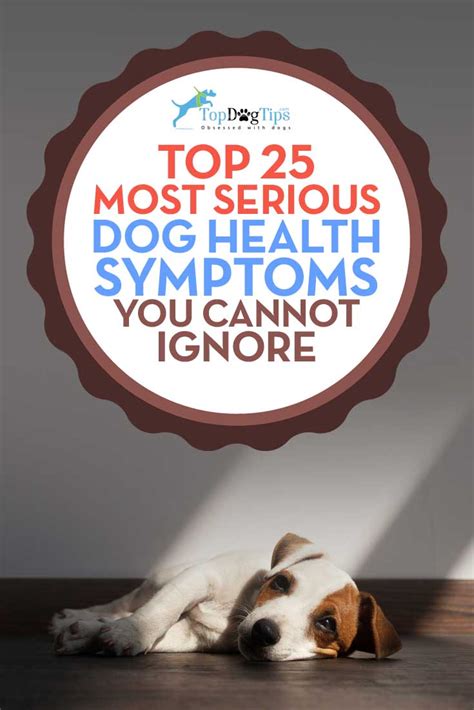 25 Serious Dog Health Symptoms That You Shouldnt Ignore In 2020 Sick