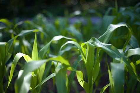 Free Picture Corn Green Leaves Crops Agriculture Field