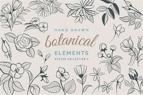 Hand Drawn Botanical Elements ~ Illustrations ~ Creative Market