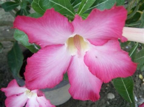 Paling Populer 19 Gambar Bunga Kamboja Warna Pink Gambar Bunga Indah