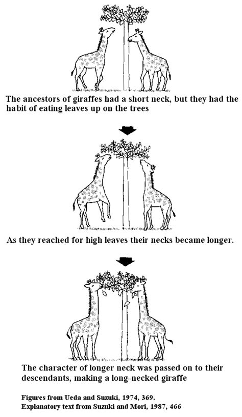 How The Giraffe Got Its Neck A Blog Around The Clock
