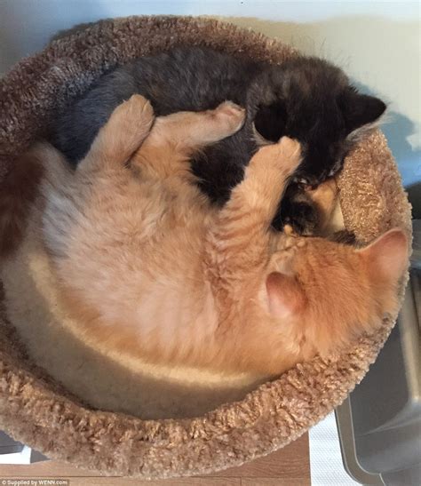 Cat Friends Renley And Lili Still Insist On Sharing Their Kitten Bed
