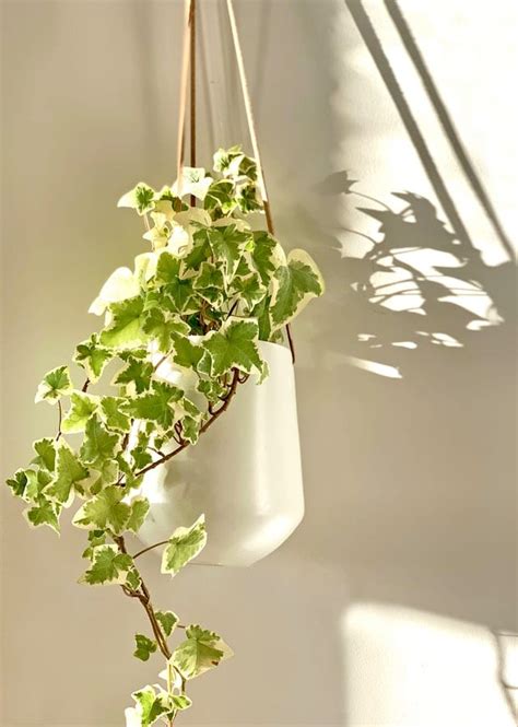 6 Types Of Indoor Ivy You Can Grow Inside Your Home Breathing Garden