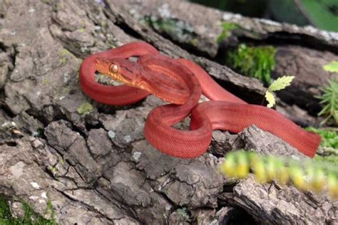 Amazon Rainforest Carnivores Photos And Info