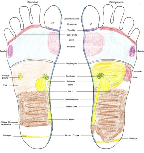 schema zones reflexes pieds Réflexologie Isère