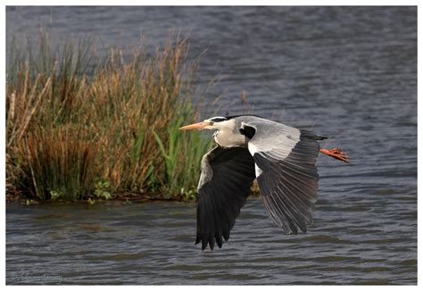 Adrian Davey Bird And Wildlife Photography Grey Heron In Flight