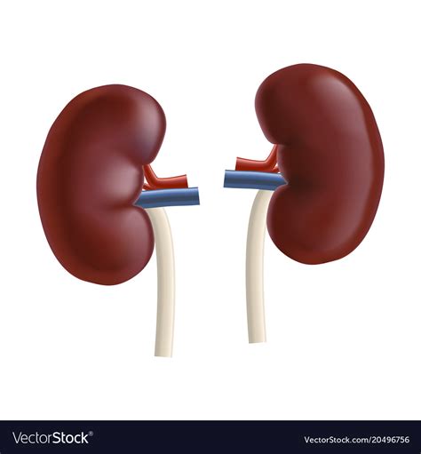 Realistic Detailed 3d Kidney Human Internal Organs