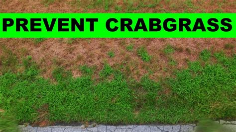 When To Put Down Crabgrass Preventer Youtube