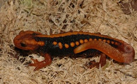 Emperor Newt Aquarium Mandarin Salamander Shipping Buy On