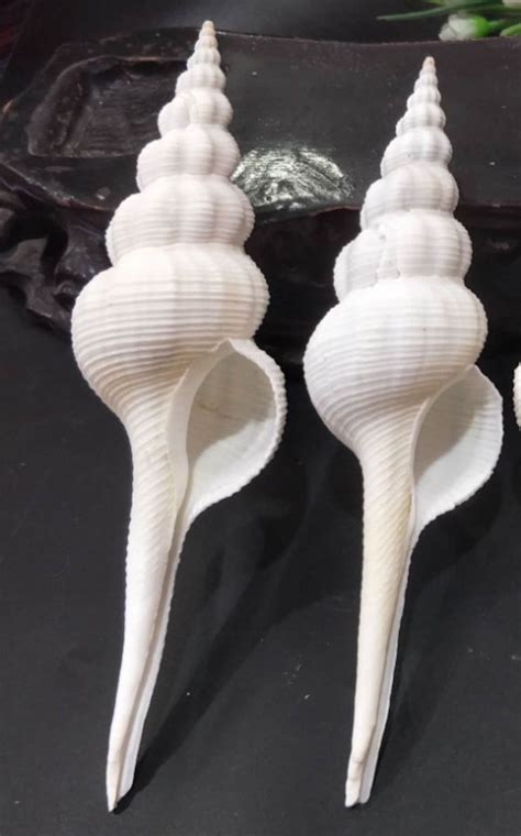 Rare Long Natural Conch Shells Snails Natural Conch Shell Etsy