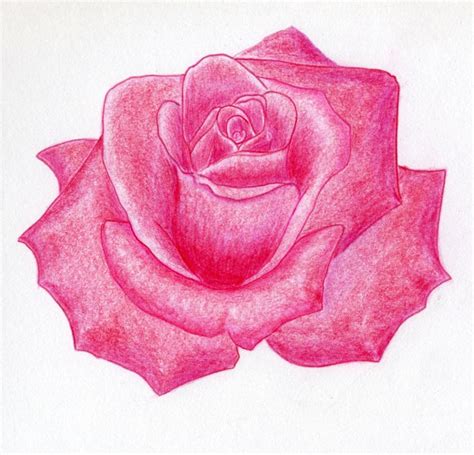Draw A Rose Quickly Simply And Easily