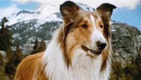 Lassie Photo Movie Fanatic
