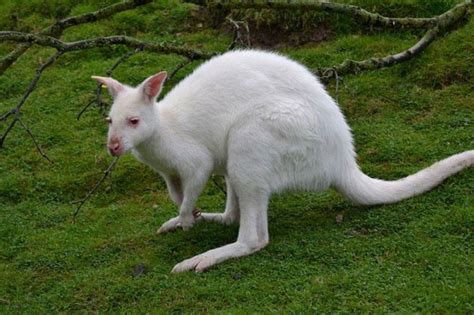 ≫ Los 20 Asombrosos Animales Albinos ¡hermosas Creaciones