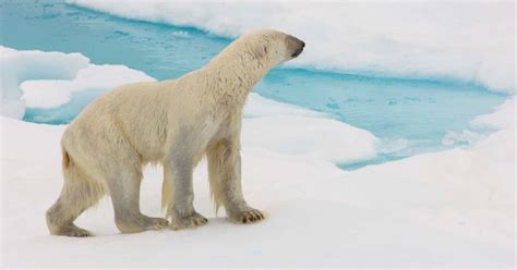 Photographer Behind Shocking Pic Of Starving Polar Bear Reveals How The