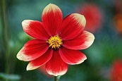 Free Images : blossom, petal, bloom, red, botany, flora, close up, late ...