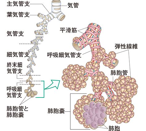 増やす 学ぶ 貯める 得する 借りる 備える. 空気の通る道筋をたどる｜身体のしくみとはたらき―楽しく ...