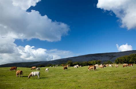 Photo Prints Wall Art Grazing Cattle Co Clare Ireland