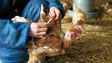Defra Update On The Latest Poultry Disease Trends Farmers Weekly