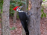 Woodpeckers | Who's Your Granny?