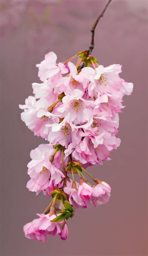 Pink Blossom Pink Blossoms Kuis Posixed