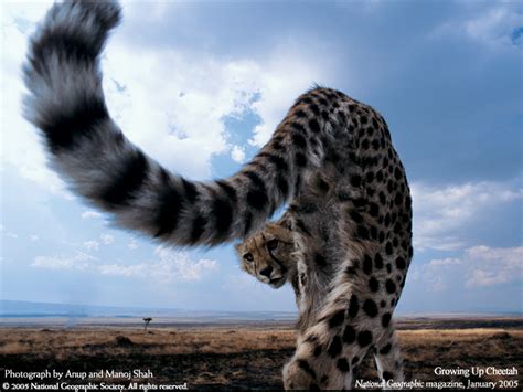 National Geographic Background Wallpaper Animals Wallpapersafari