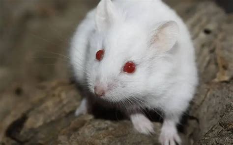Albino Hamsters Are They Right For You Hamster Happy