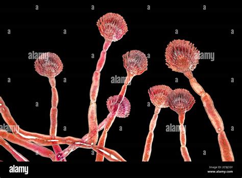 Computer Illustration Of Green Mould Aspergillus Flavus Conidiophore