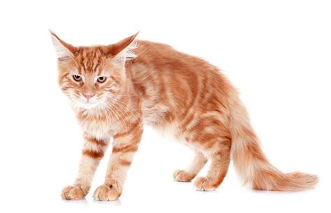Very Angry Ginger Cat Stock Photos Pictures And Royalty Free Images Istock