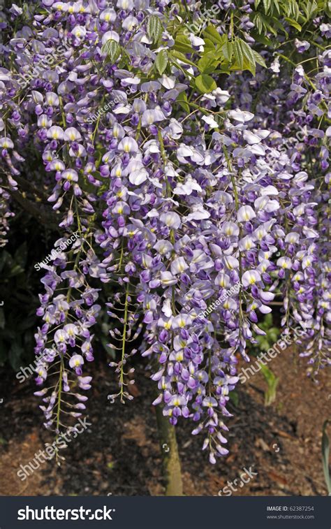 Wisteria Sinensis Chinese Wisteria Climbing Plants On A Wall In