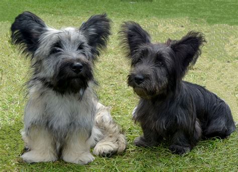 Skye Terrier Facts Temperament Care Training Puppies Pictures