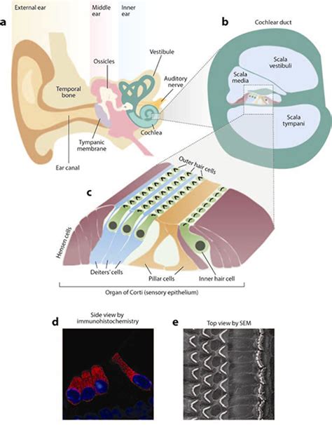 Cochlea A Physiological Description Of A Finely Structured Sense