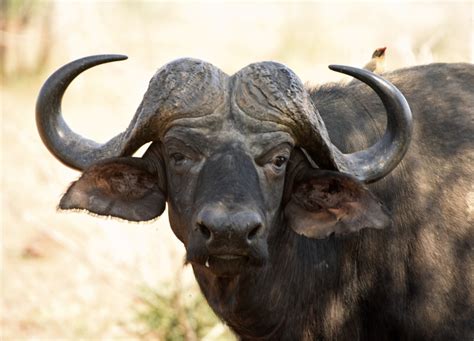 African Buffalo Head Marie France Grenouillet Wildlife Photographer