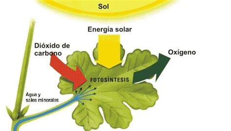 2 Fases Importantes En La Fotosíntesis De Las Plantas Y Sus Etapas