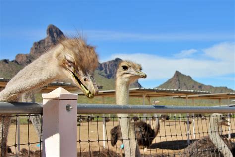 Rooster Cogburn Ostrich Ranch Not Just For Kids