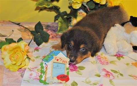 Shamrock Rose Aussies Scroll Down For Available Puppies Born 81016