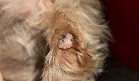 Benign Skin Tumors In Dogs Petcoach