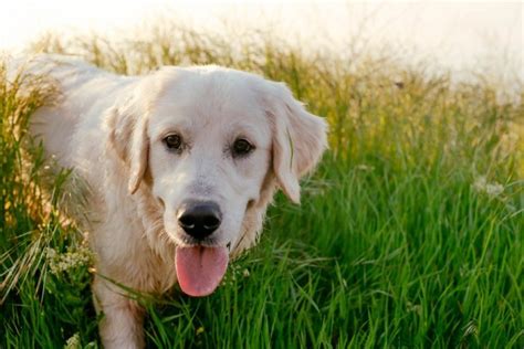 Filhotes Do Labrador Saiba Como Cuidar Wiki Pets