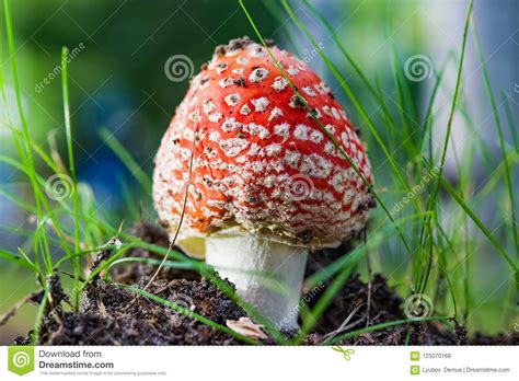 Non Edible Poisonous Red Mushroom Amanita In A Forest