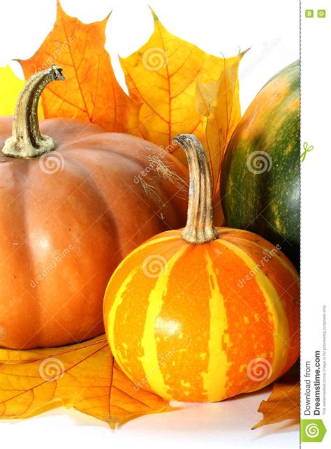 Thanksgiving Pumpkins With Autumn Leaves Stock Photo