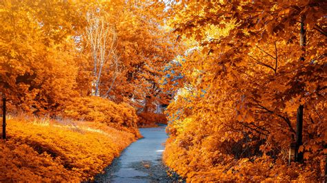 Download Wallpaper 2560x1440 Autumn Path Park Foliage Widescreen 16