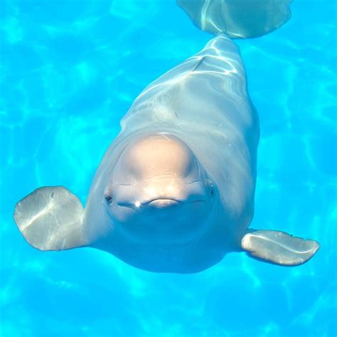 This Is The Lovable Beluga Whale These Stocky Marine Mammals Have A