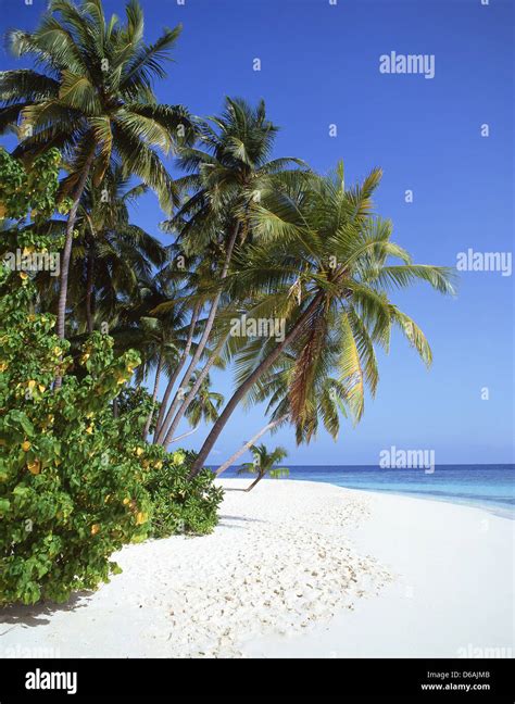 Tropical Beach View Kuda Bandos Bandos Island Kaafu Atoll Republic