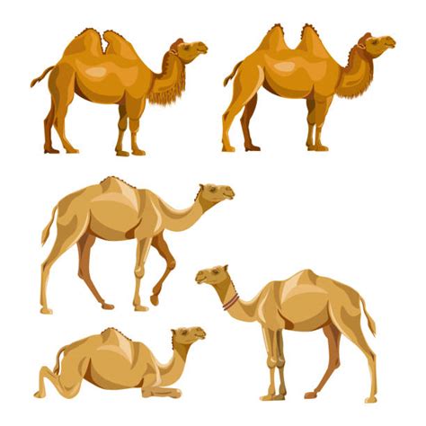 Camel Lying Down Cartoons Illustrations Royalty Free Vector Graphics