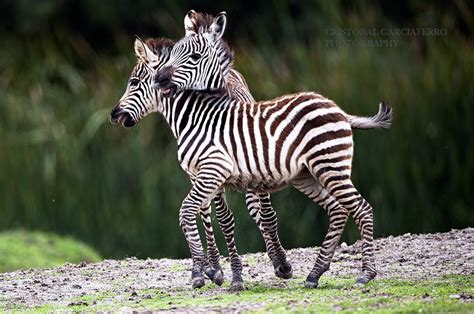 Baby Zebras Playing Zebras Wild Animals Pictures Baby Zebra