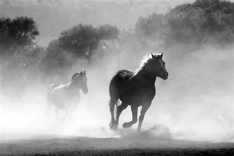 Monochrome Vs Grayscale Photography What Are The Differences Horse
