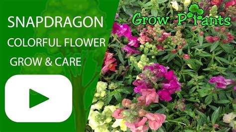 Snapdragon Plant Colorful Snapdragon Flower Grow
