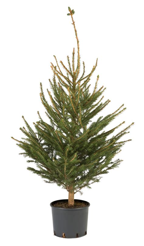 It's suitable for cold climates and will thrive even through the harshest winters in the usa. Large Norway Spruce Real Christmas Tree | Departments ...