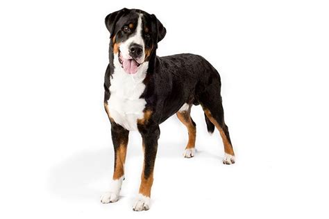 Greater Swiss Mountain Dog Dog Breed Information Greater Swiss