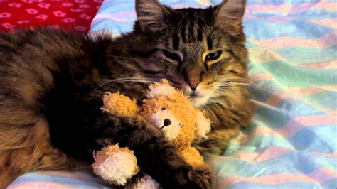 Cute Cat Hugs And Protects His Teddy Bear Youtube