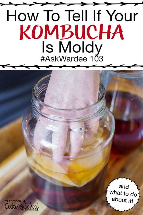 how to tell if your kombucha is moldy and what to do about it